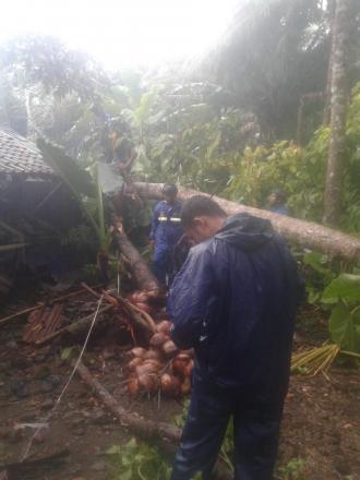 Pohon Tumbang di Dusun Jetis Lokasi 2